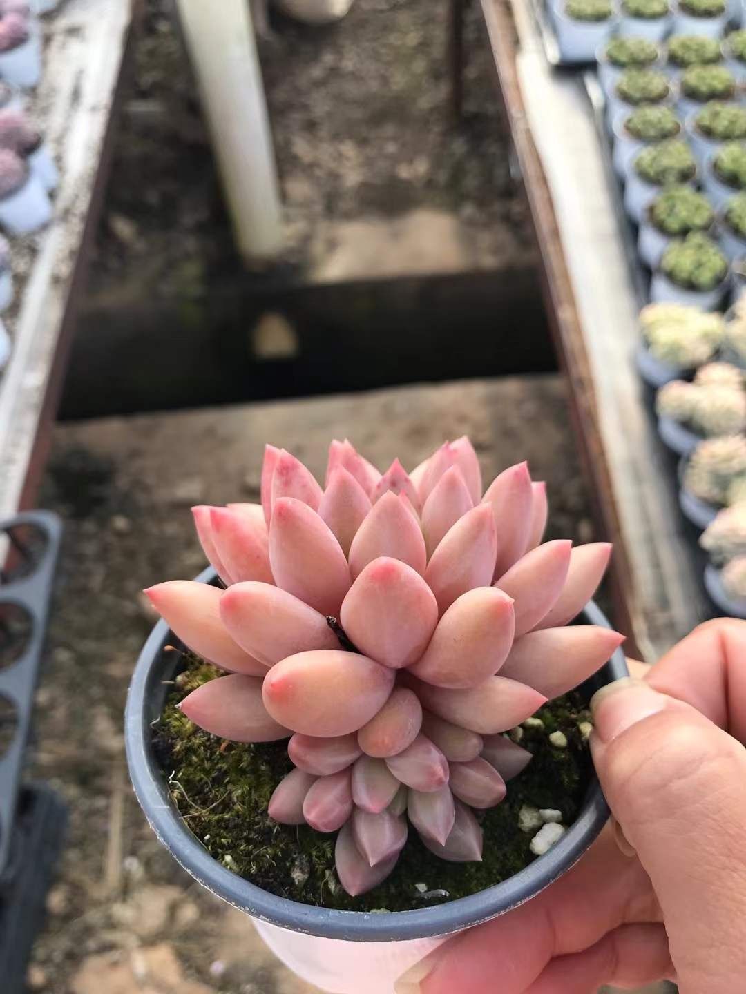 ショップ アガベ ホリダ 大株