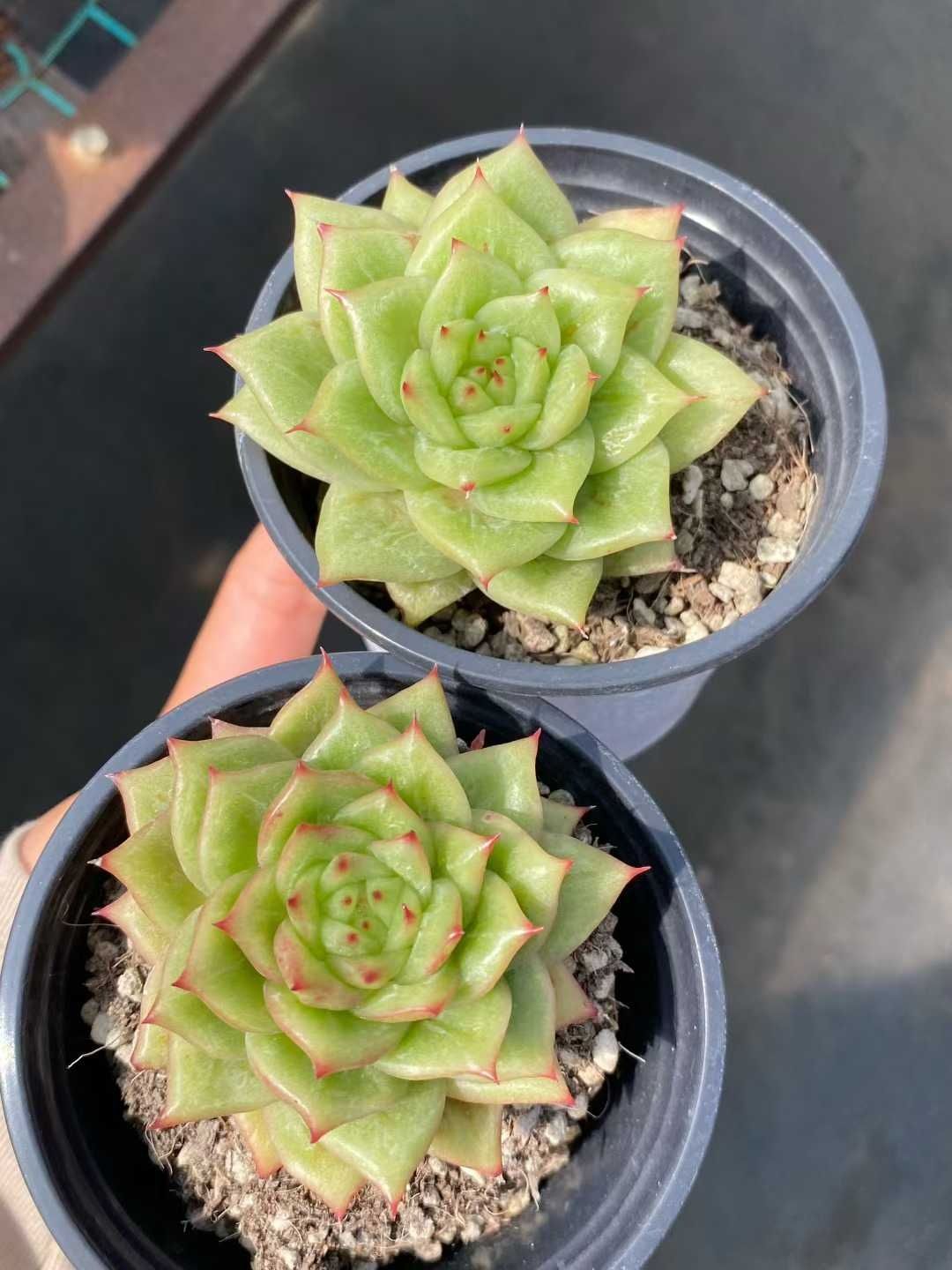 Z120×18株 バラマリア 抜き苗 多肉植物 アエオニウム エケベリア