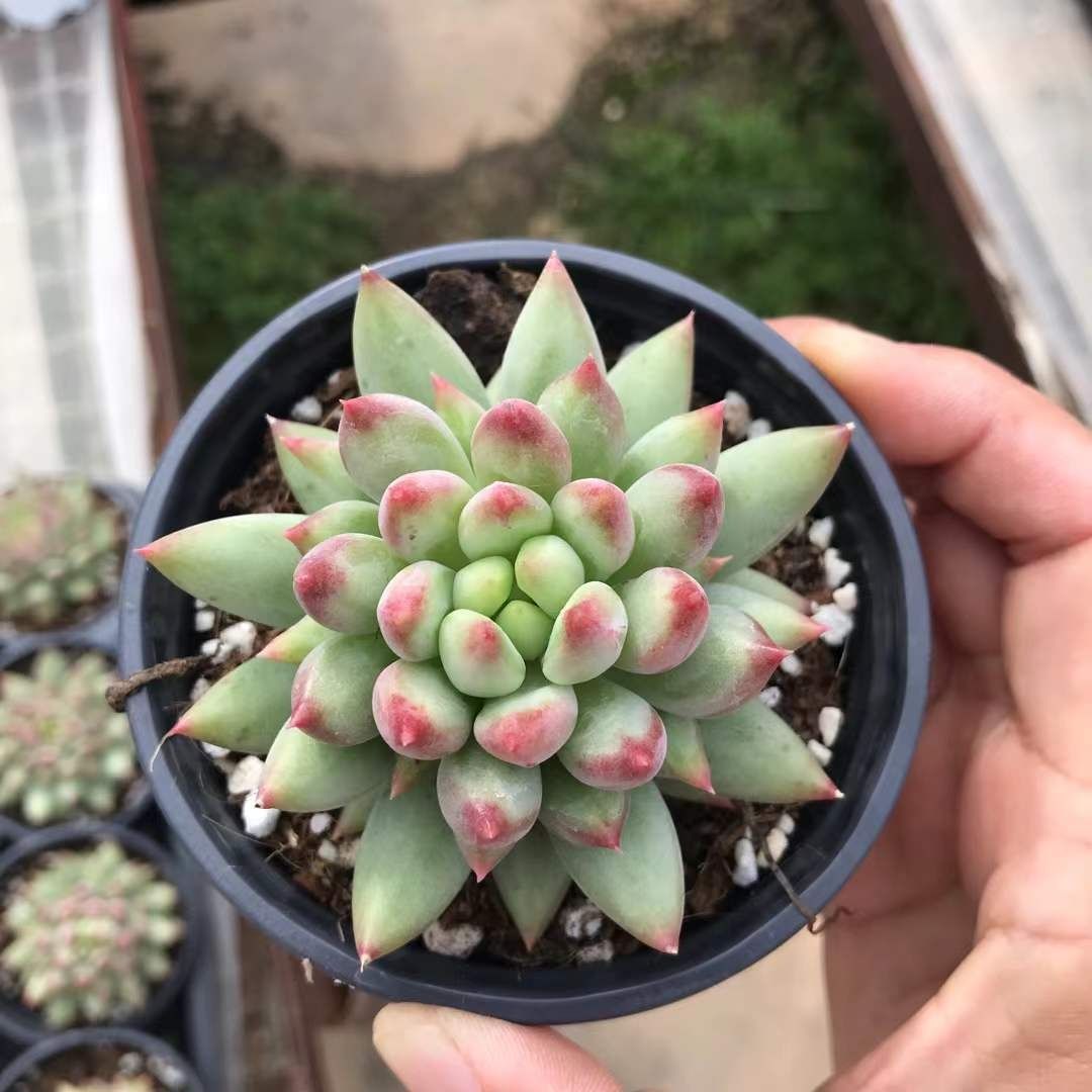 訳ありluigi 最新 borrelli コーデュロイコート 48