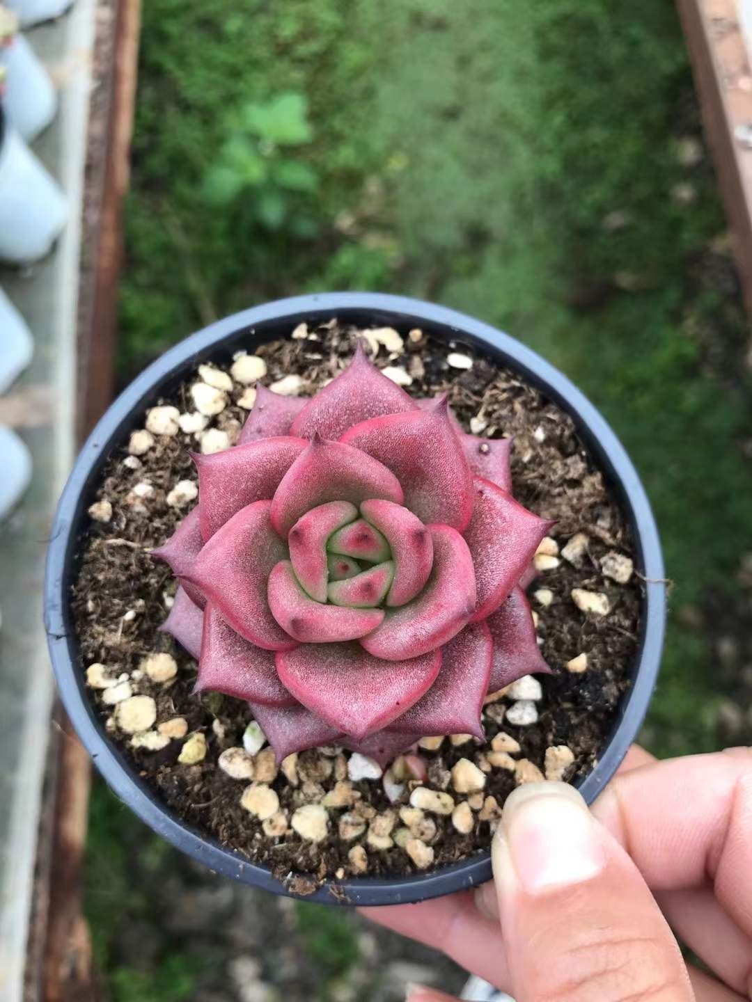 Z1178×18株 クス 抜き苗 多肉植物 アエオニウム エケベリア サボテン