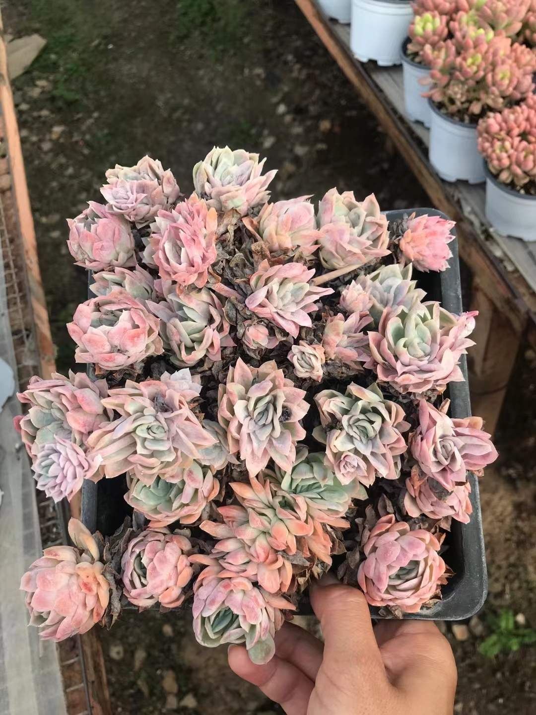 Z1193×8株 ローズアイス 抜き苗 多肉植物 アエオニウム エケベリア