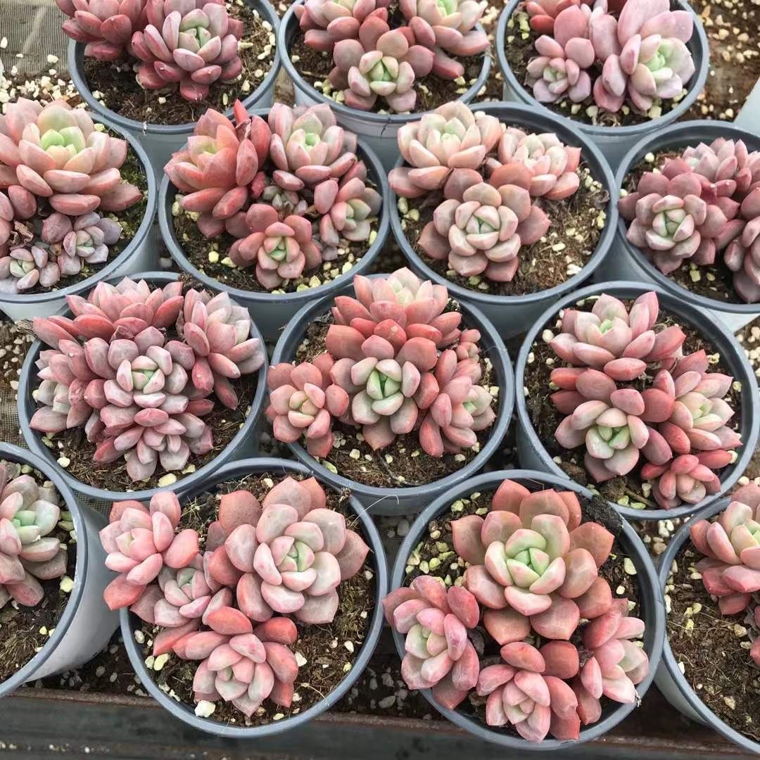 Z1210×18株 ムメイ 抜き苗 多肉植物 アエオニウム エケベリア サボテン