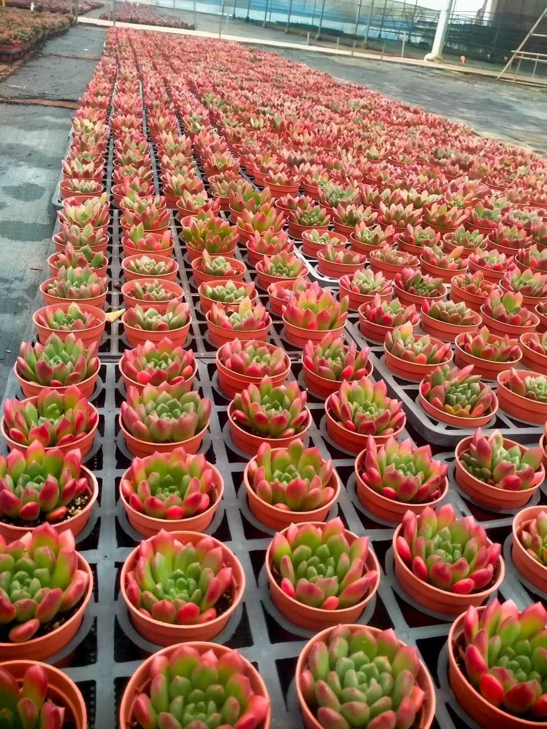 レッドシオン(小苗)◎多肉植物 カット苗 韓国苗 エケベリア等 楽天市場