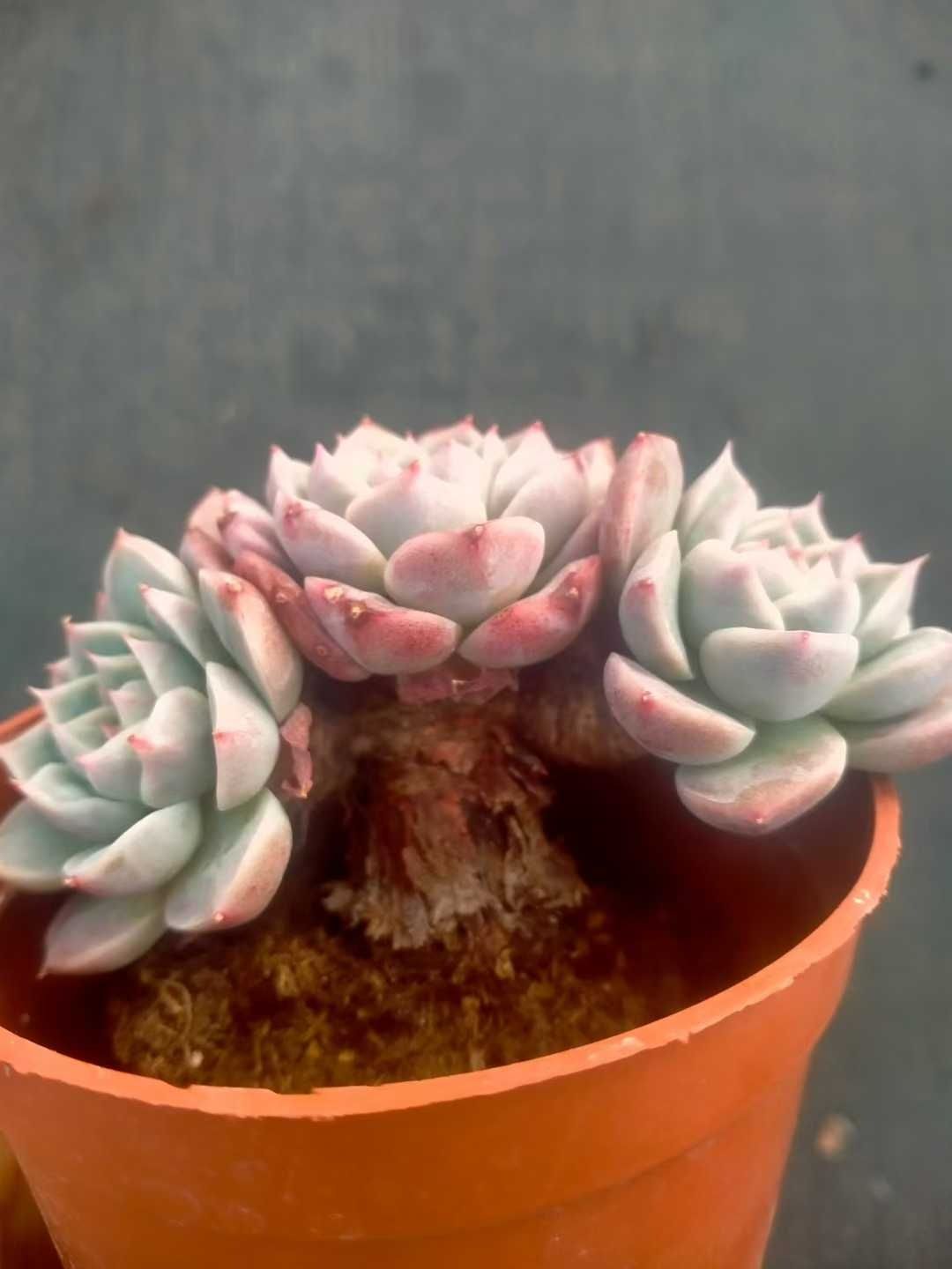 Z1390×18株 ビロード 抜き苗 多肉植物 アエオニウム エケベリア