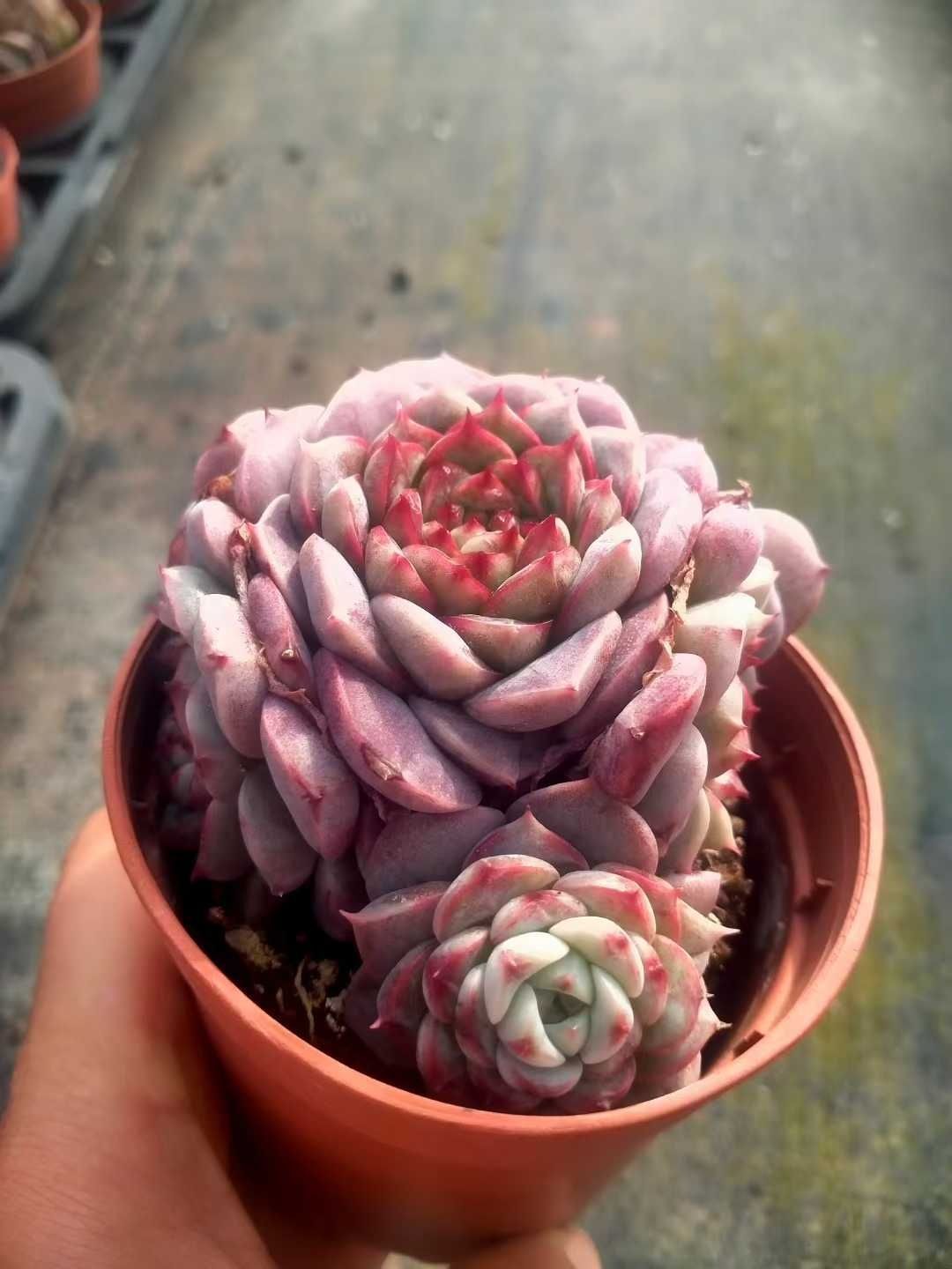 Z1390×18株 ビロード 抜き苗 多肉植物 アエオニウム エケベリア