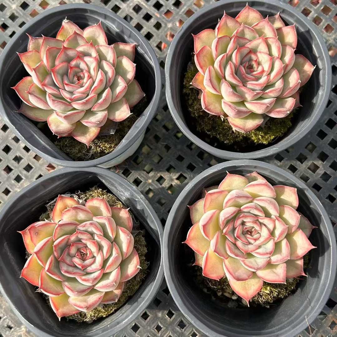 Z14×18株 オリオンザ 抜き苗 多肉植物 アエオニウム エケベリア