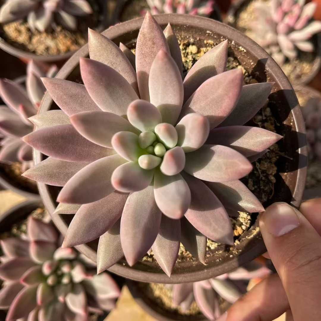 Z1523×12株 レッドドラゴンフライ 抜き苗 多肉植物 アエオニウム