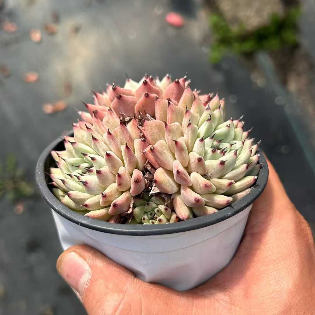 Z16×18株 グリーンクロー 抜き苗 多肉植物 アエオニウム エケベリア