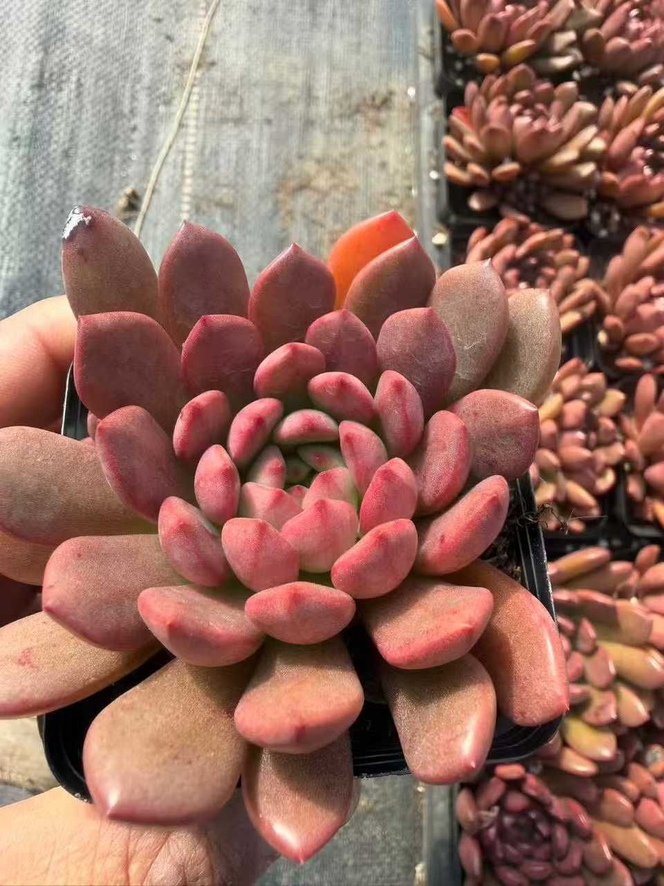 Z1561×50株 ルビー 抜き苗 多肉植物 アエオニウム エケベリア サボテン