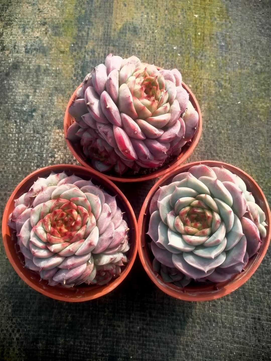 Z1390×18株 ビロード 抜き苗 多肉植物 アエオニウム エケベリア