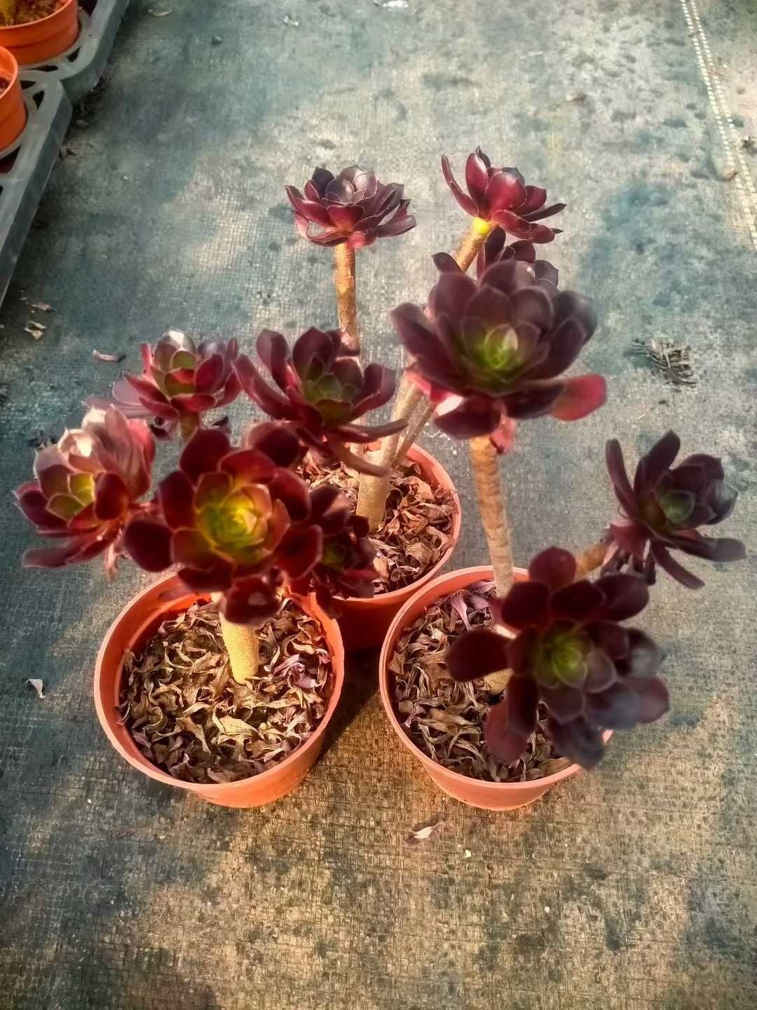 Z1400×18株 ブラックマスター 抜き苗 多肉植物 アエオニウム