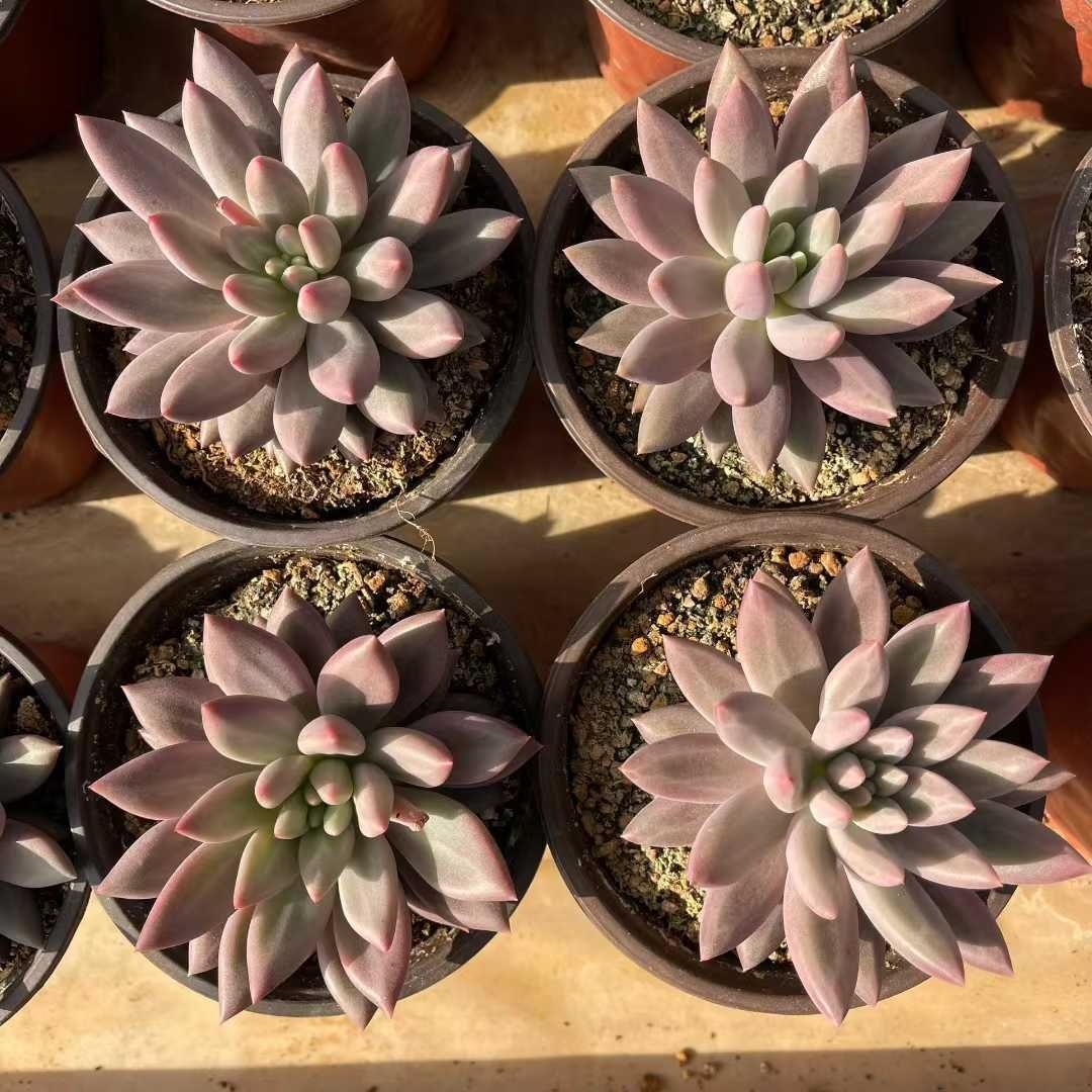 Z1523×12株 レッドドラゴンフライ 抜き苗 多肉植物 アエオニウム