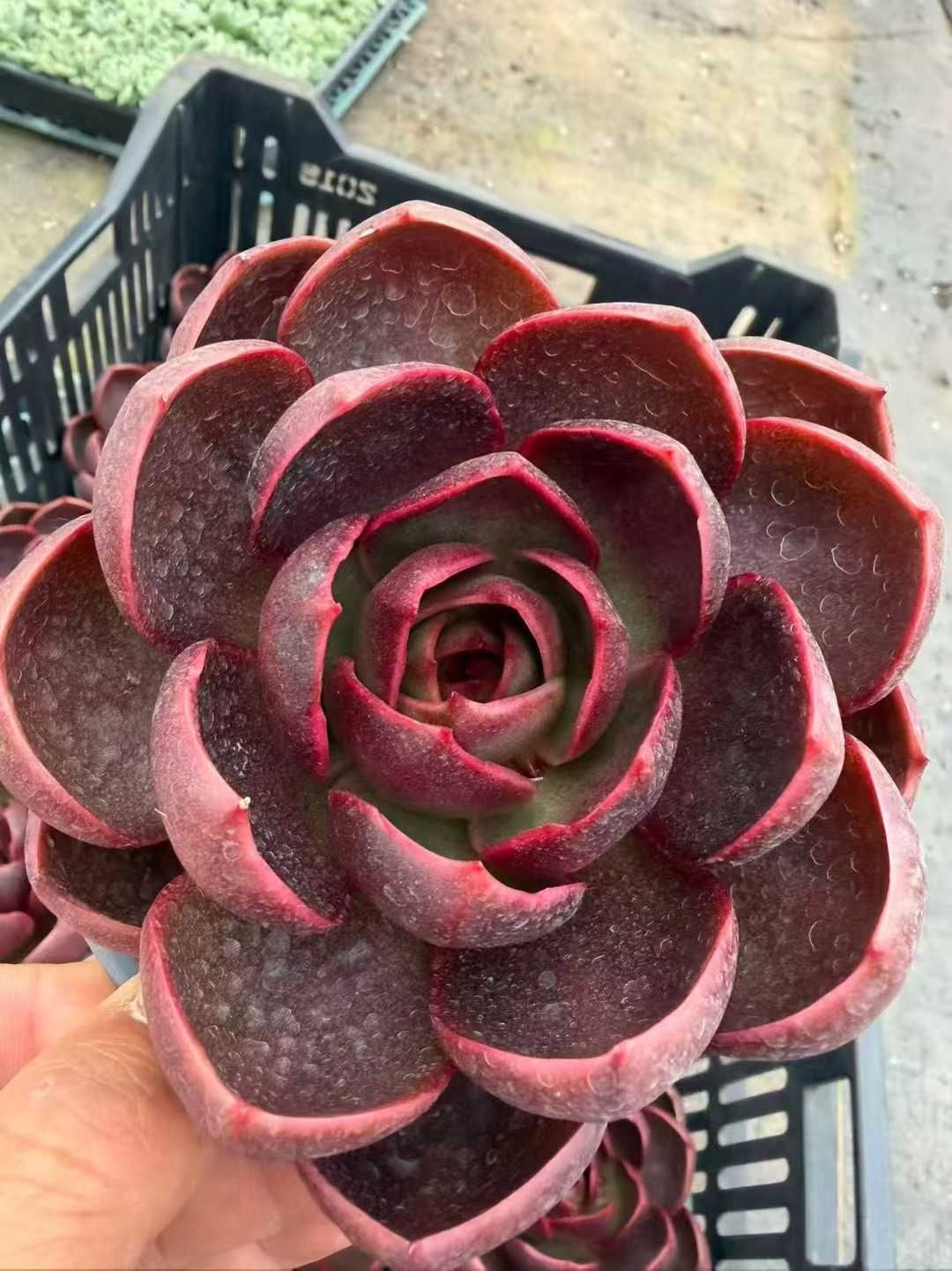 エ*肉様 Z917レッドライト50苗 抜き苗 多肉植物 エケベリア サボテン 韓 Z1583×12株 レッドライト 抜き苗 多肉植物 アエオニウム エケベリア