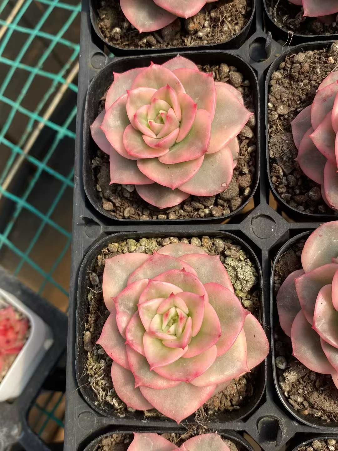 Z154×40株 ロウボタンニシキ 抜き苗 多肉植物 アエオニウム エケベリア