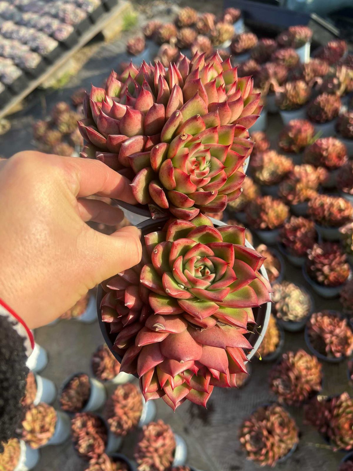 Z1486×12株 チェリー 抜き苗 多肉植物 アエオニウム エケベリア