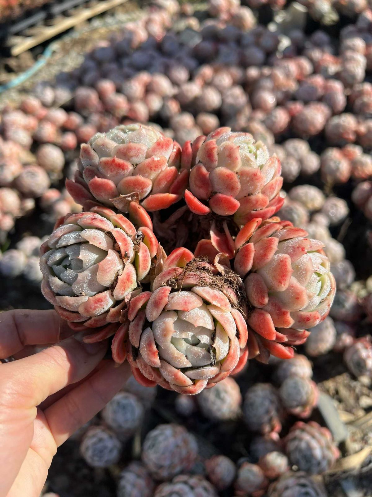 Z1488×54株 ベリー 抜き苗 多肉植物 アエオニウム エケベリア サボテン