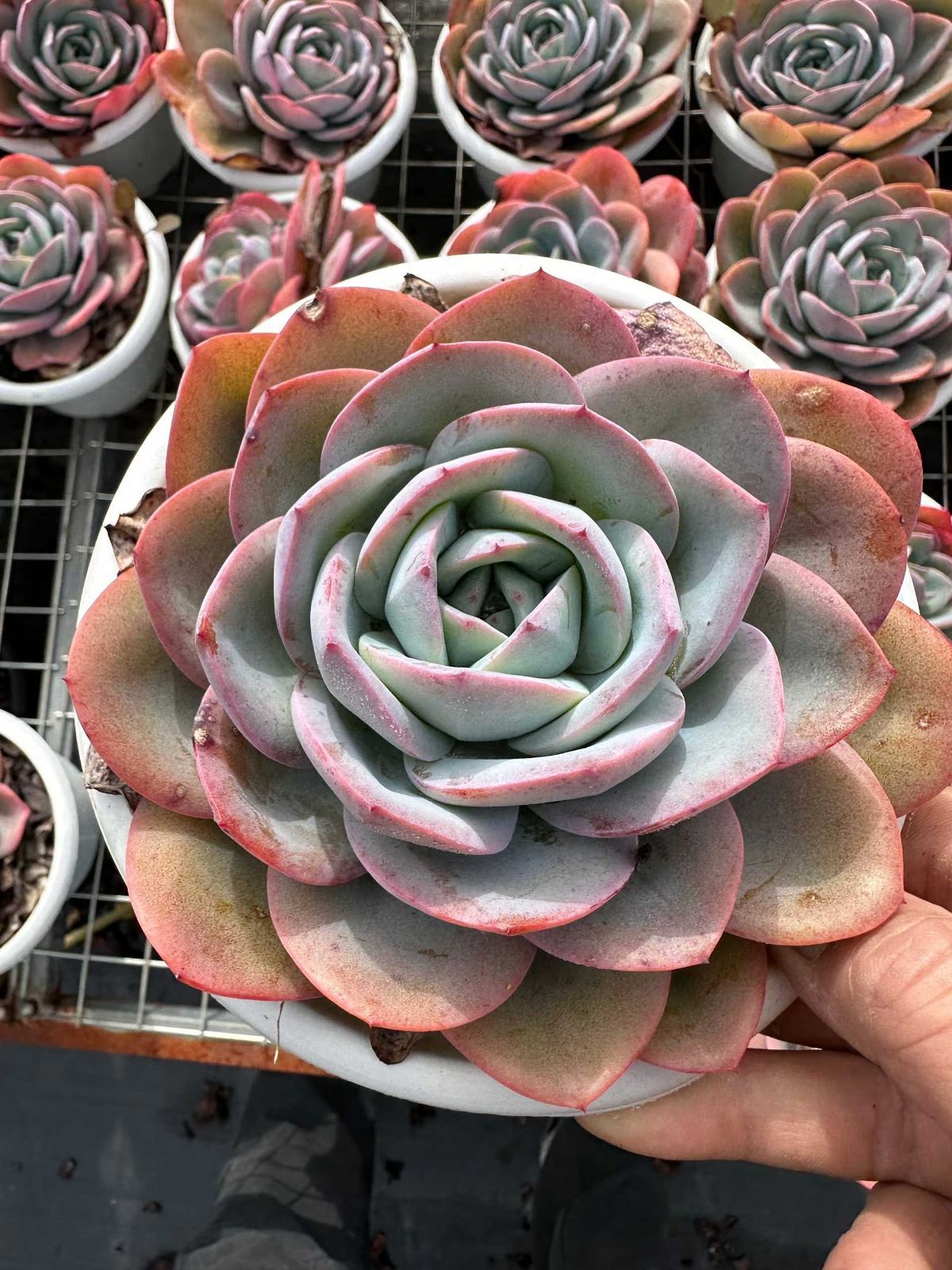 Z1478×6株 ブルーラン 抜き苗 多肉植物 アエオニウム エケベリア