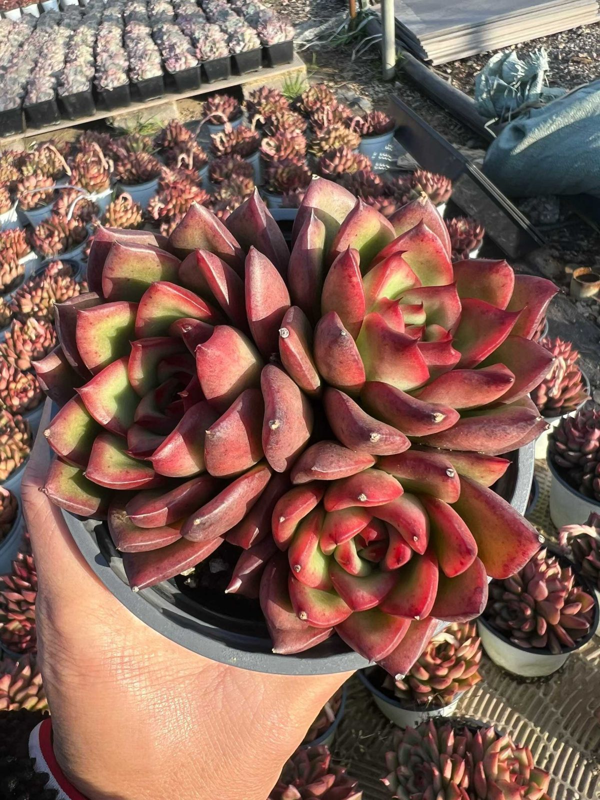 Z1486×12株 チェリー 抜き苗 多肉植物 アエオニウム エケベリア