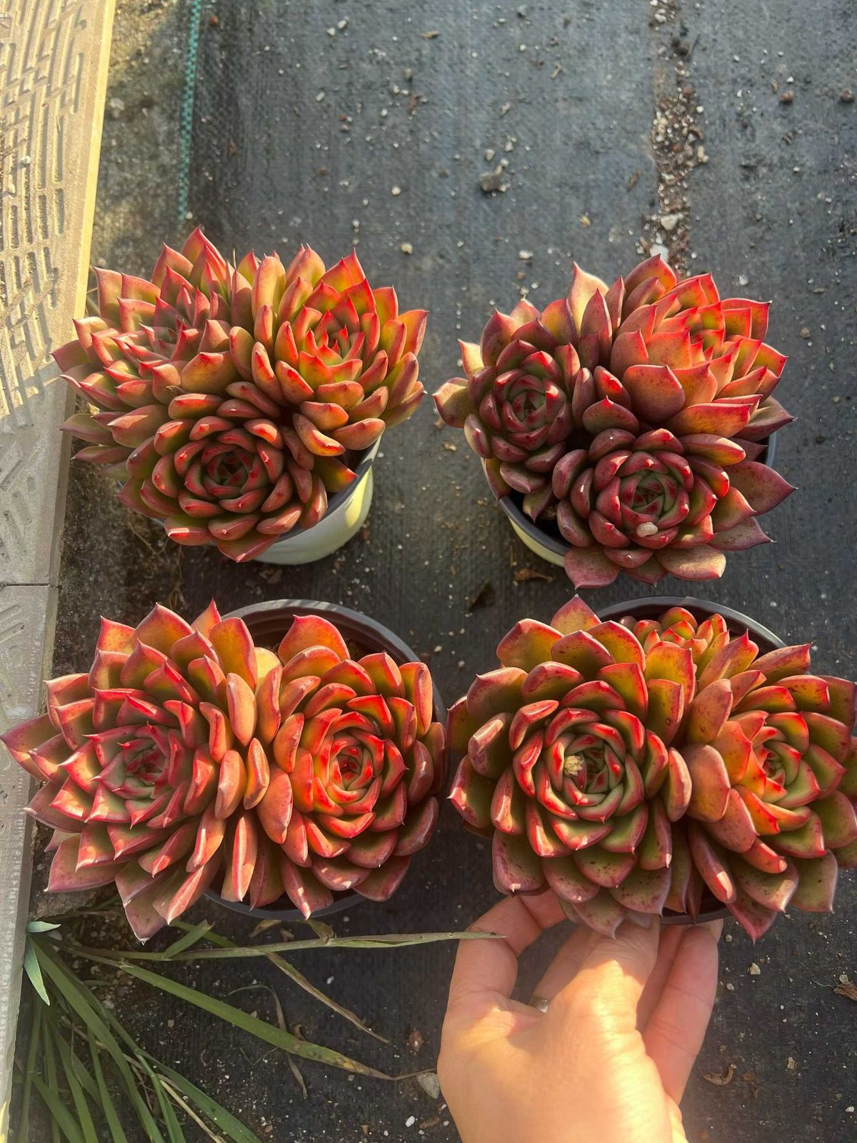 Z1486×12株 チェリー 抜き苗 多肉植物 アエオニウム エケベリア