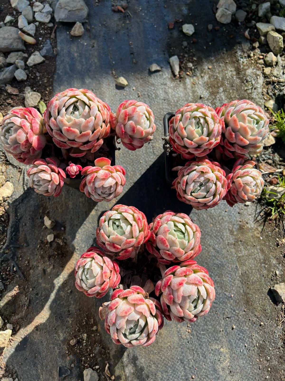 Z1488×54株 ベリー 抜き苗 多肉植物 アエオニウム エケベリア サボテン