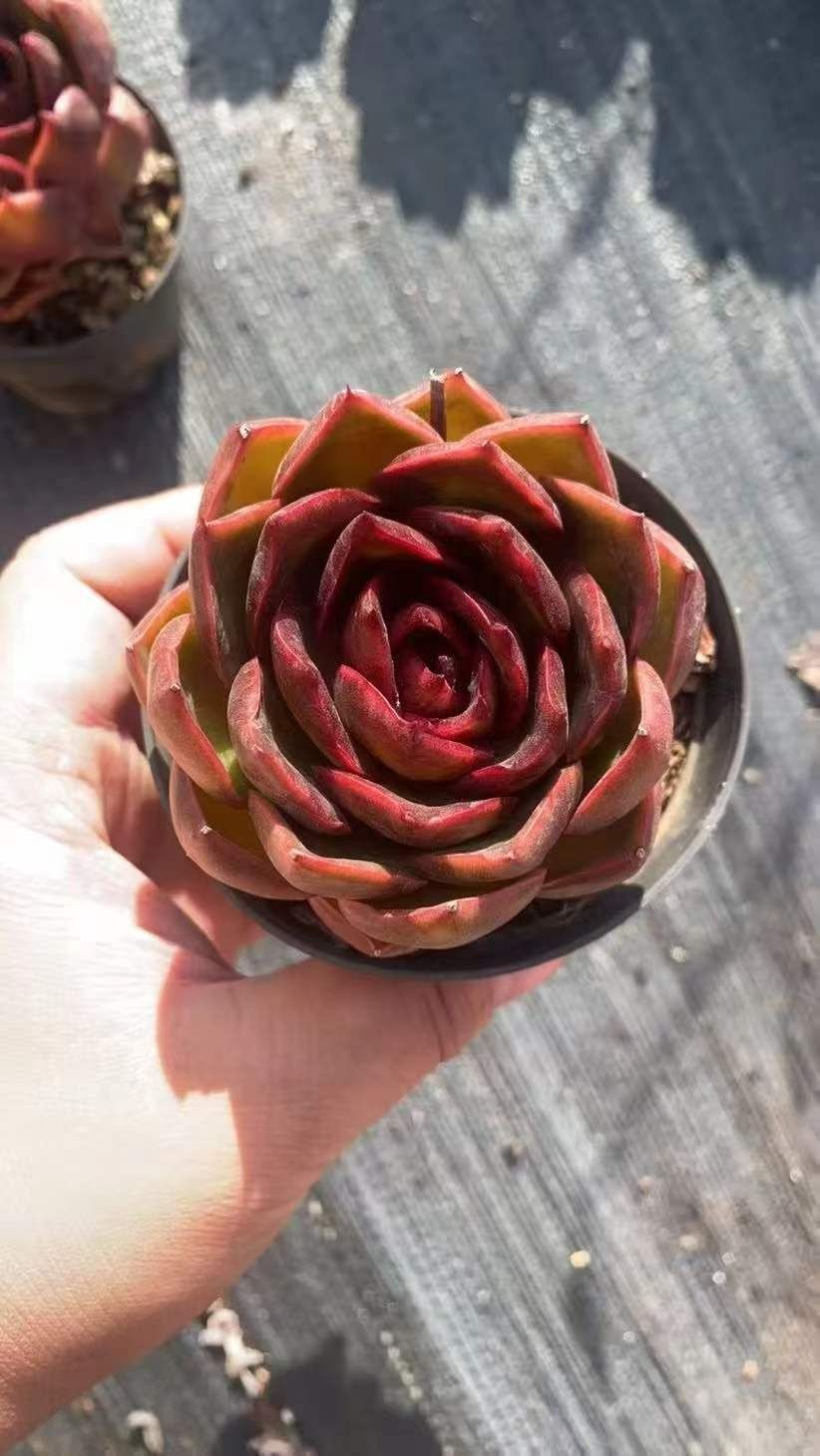 Z1690×18株 レッドライト 抜き苗 多肉植物 アエオニウム エケベリア