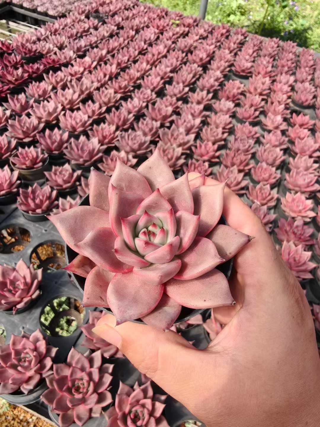 Z1659×24株 ケツラ 抜き苗 多肉植物 アエオニウム エケベリア サボテン