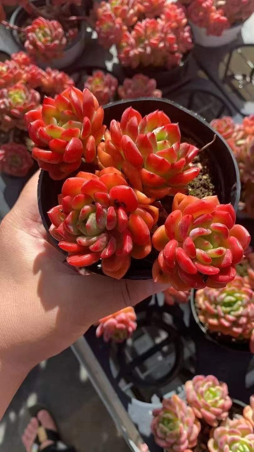 Z1771×12株 ファンタグンショウ 抜き苗 多肉植物 アエオニウム