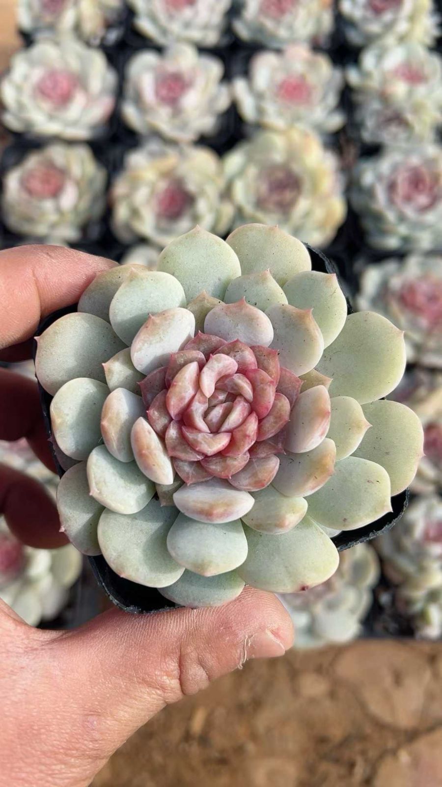 Z1870×50株 ムンファンジェニー 抜き苗 多肉植物 アエオニウム