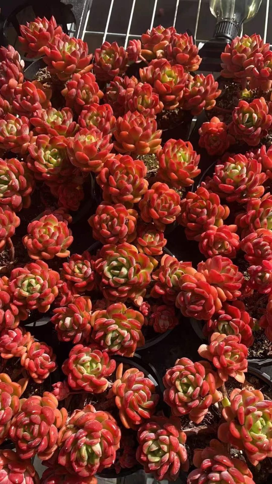 Z1772×12株 ファンタグンショウ 抜き苗 多肉植物 アエオニウム