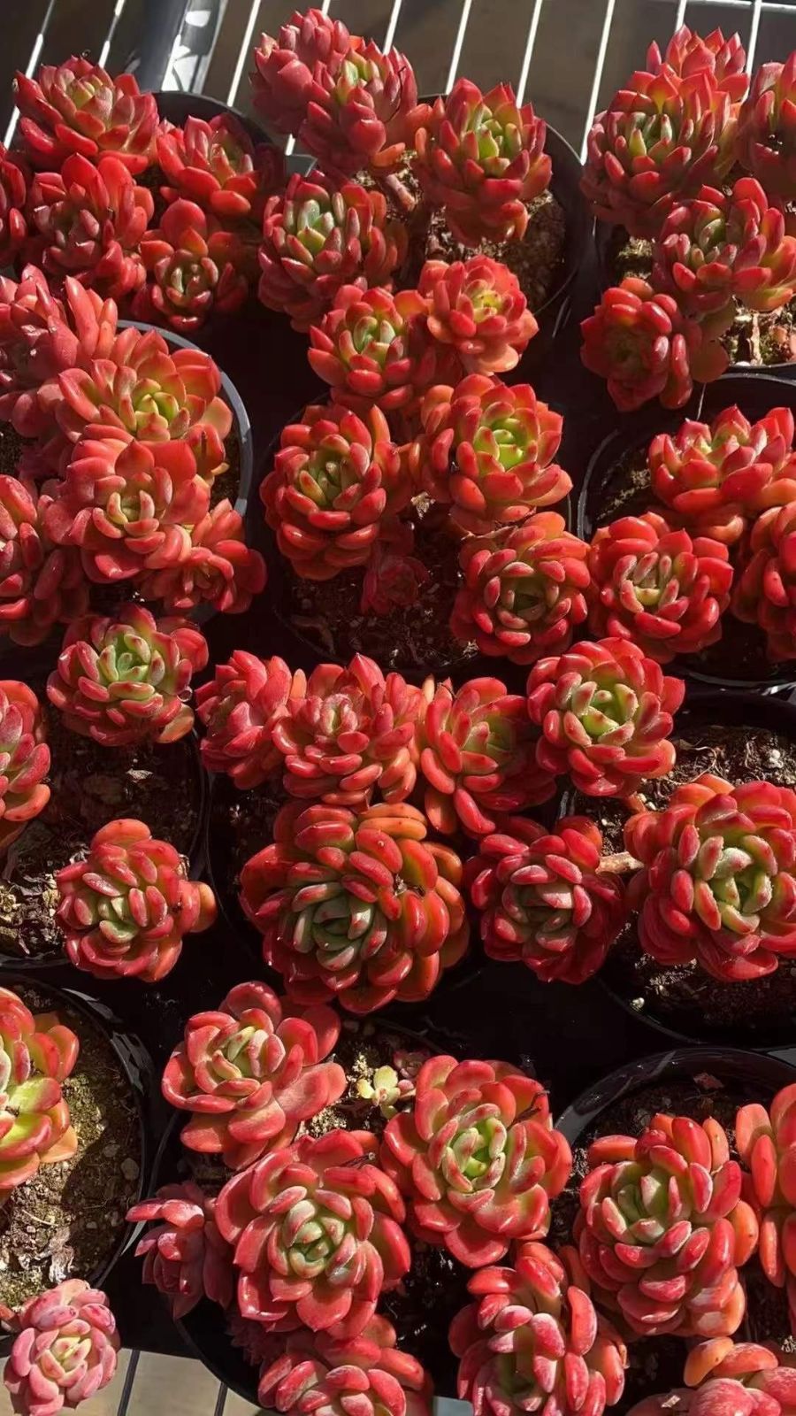 Z1771×12株 ファンタグンショウ 抜き苗 多肉植物 アエオニウム