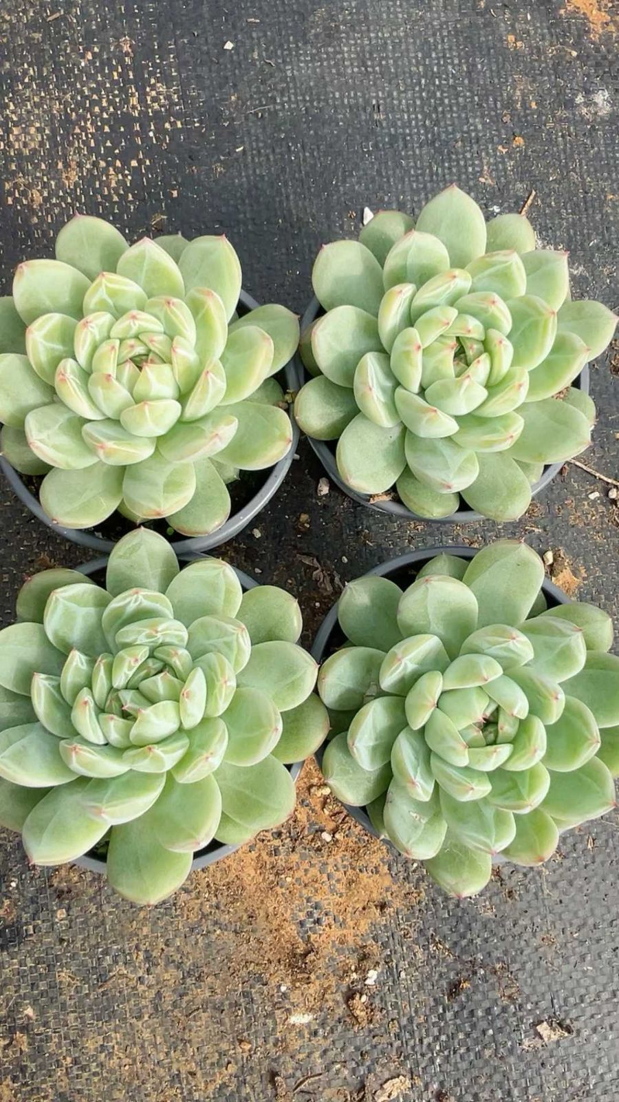 Z1872×24株 セッカジェニー 抜き苗 多肉植物 アエオニウム エケベリア