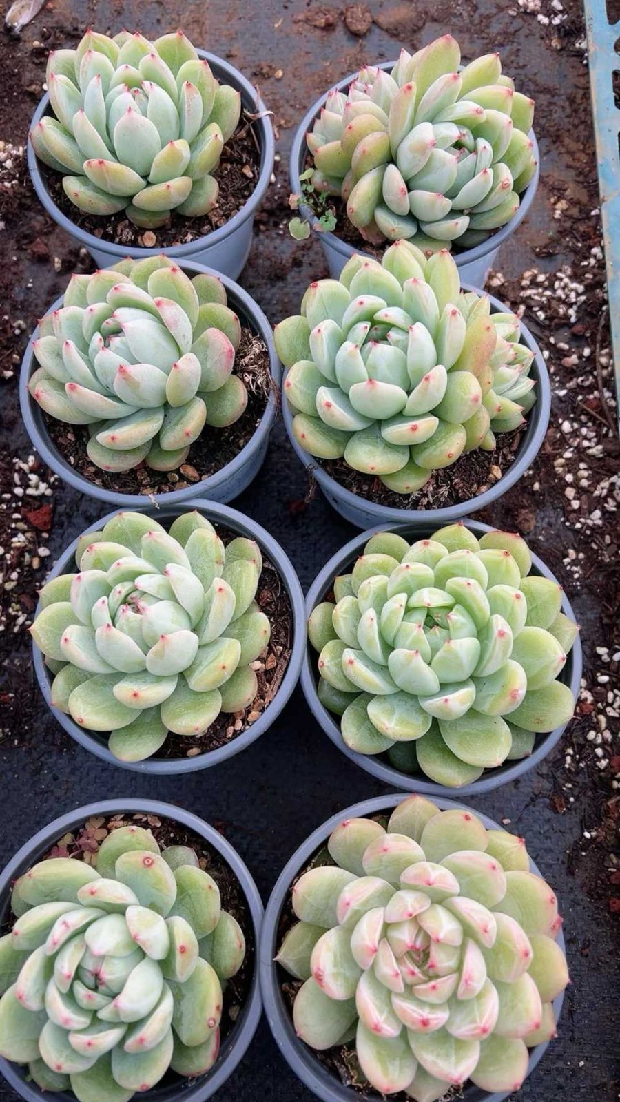 Z1872×24株 セッカジェニー 抜き苗 多肉植物 アエオニウム エケベリア