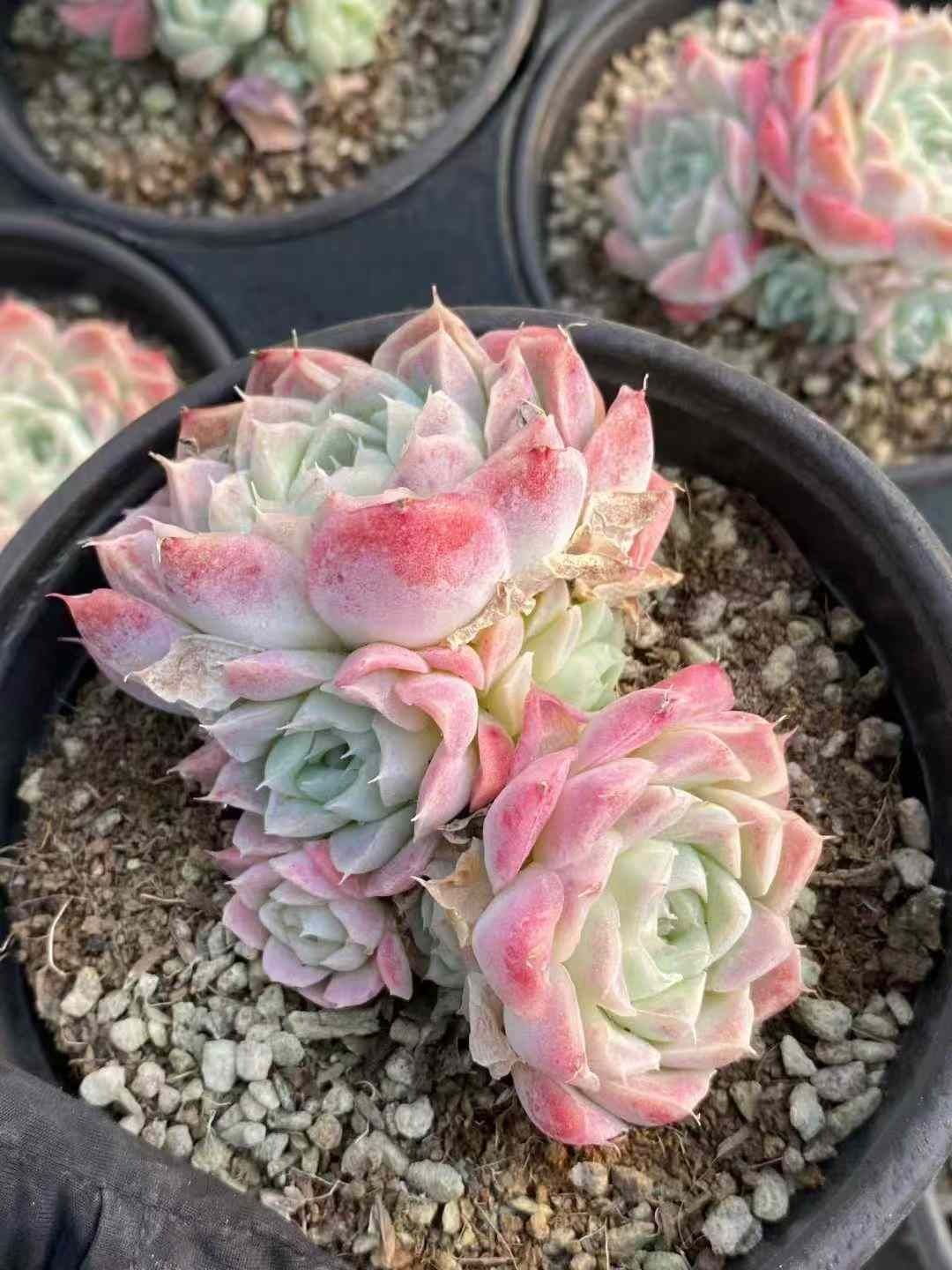 Z188×15株 エイカ 抜き苗 多肉植物 アエオニウム エケベリア サボテン