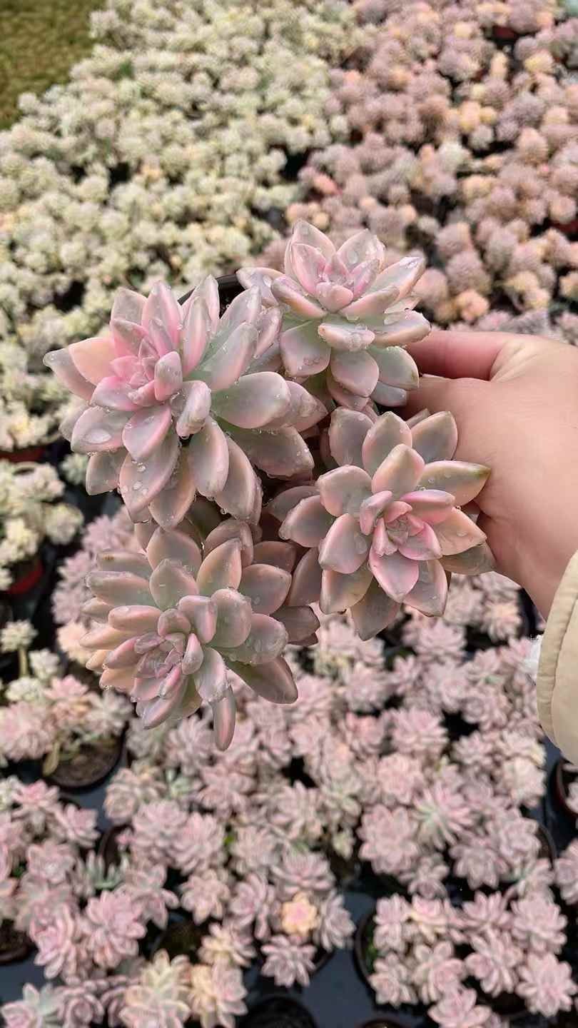 Z1937×15株 アワユキニシキ 抜き苗 多肉植物 アエオニウム エケベリア