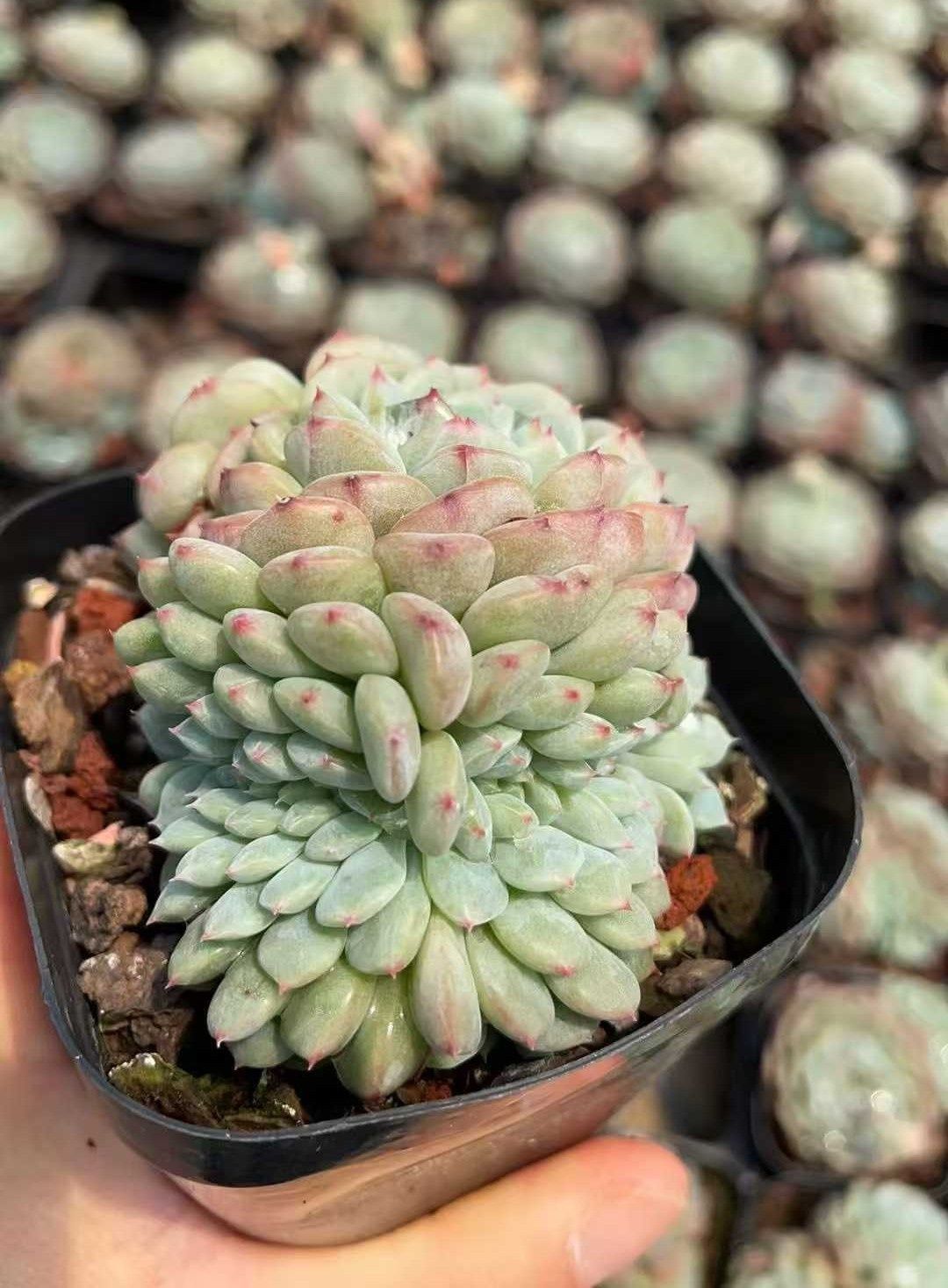 Z893×50株 シロデブツイカ 抜き苗 多肉植物 アエオニウム エケベリア