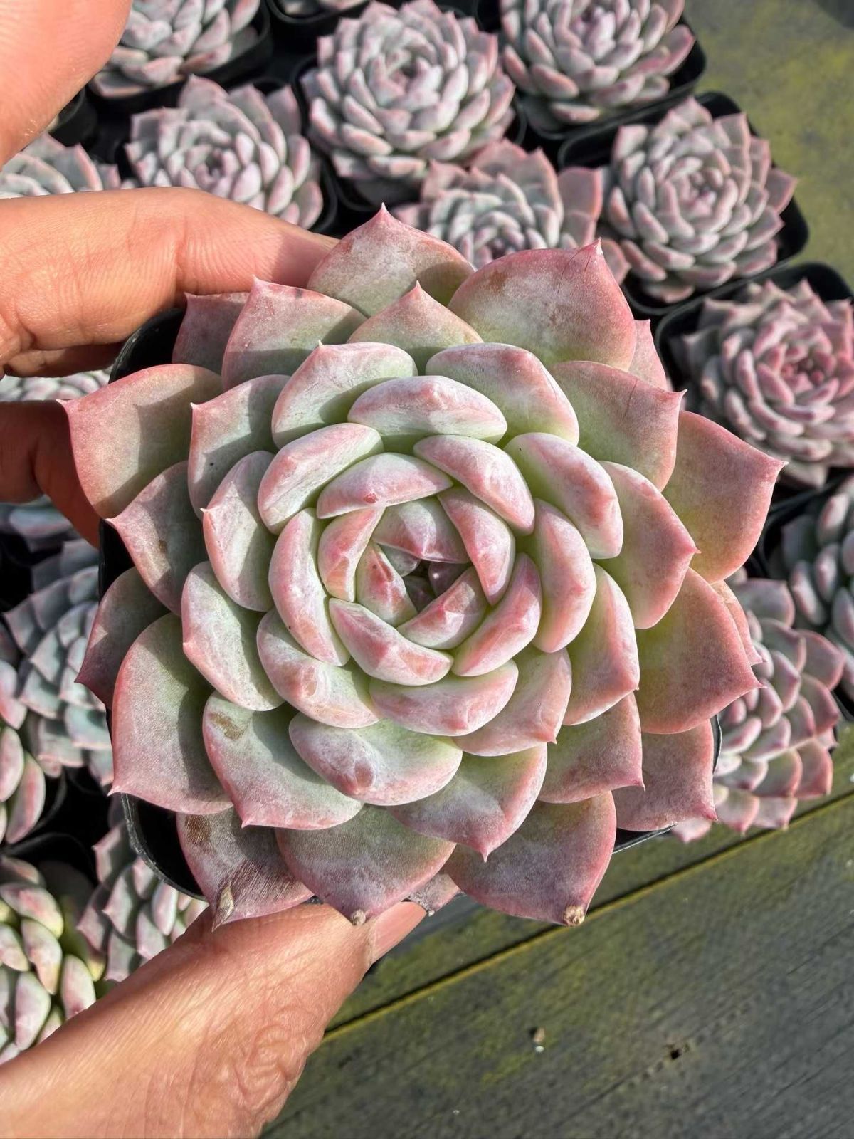 Z831×50株 ロックキャンディクリスタル 抜き苗 多肉植物 アエオニウム