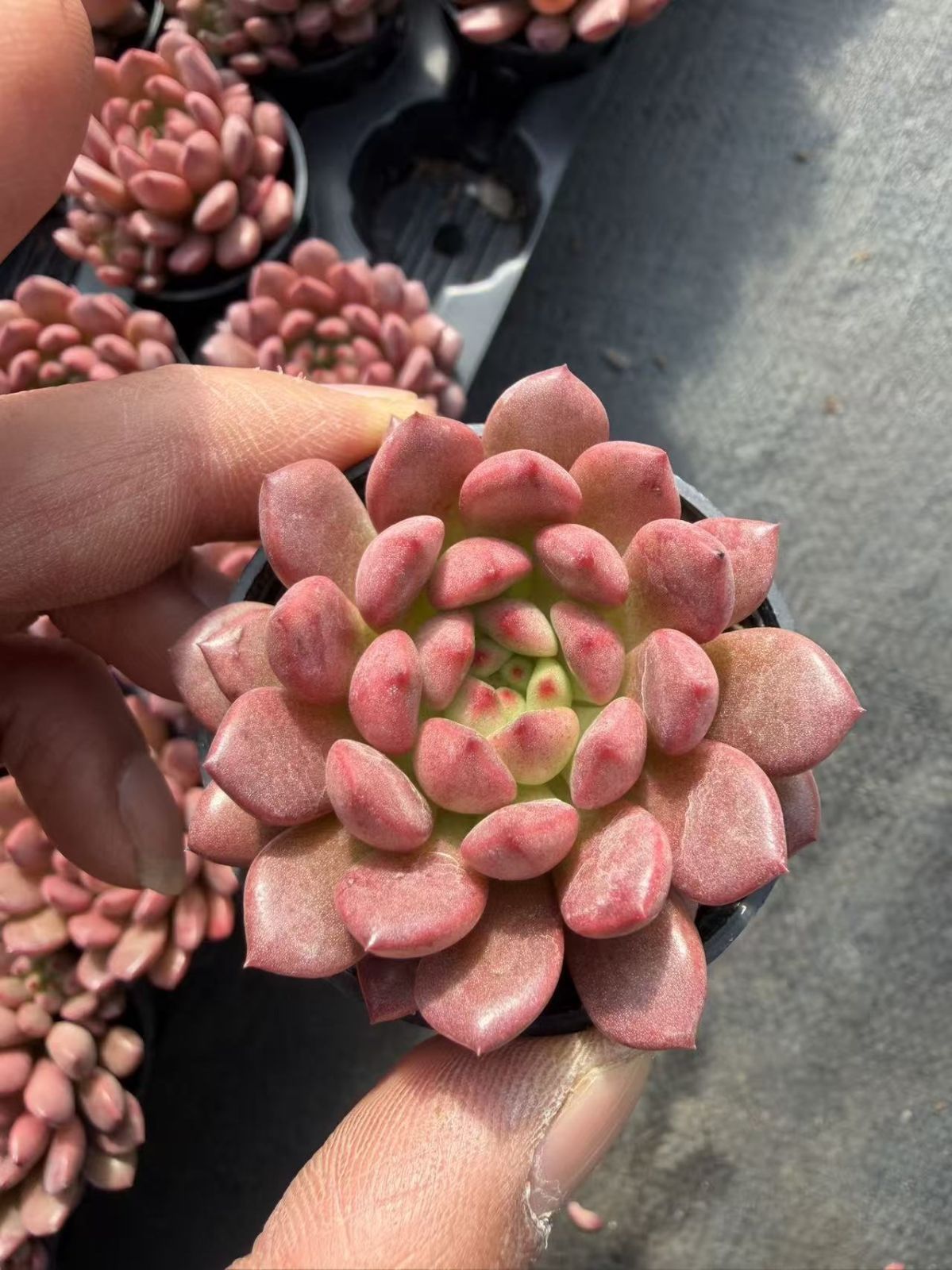 Z859×54株 ルビー 土鉢付き 多肉植物 アエオニウム エケベリア