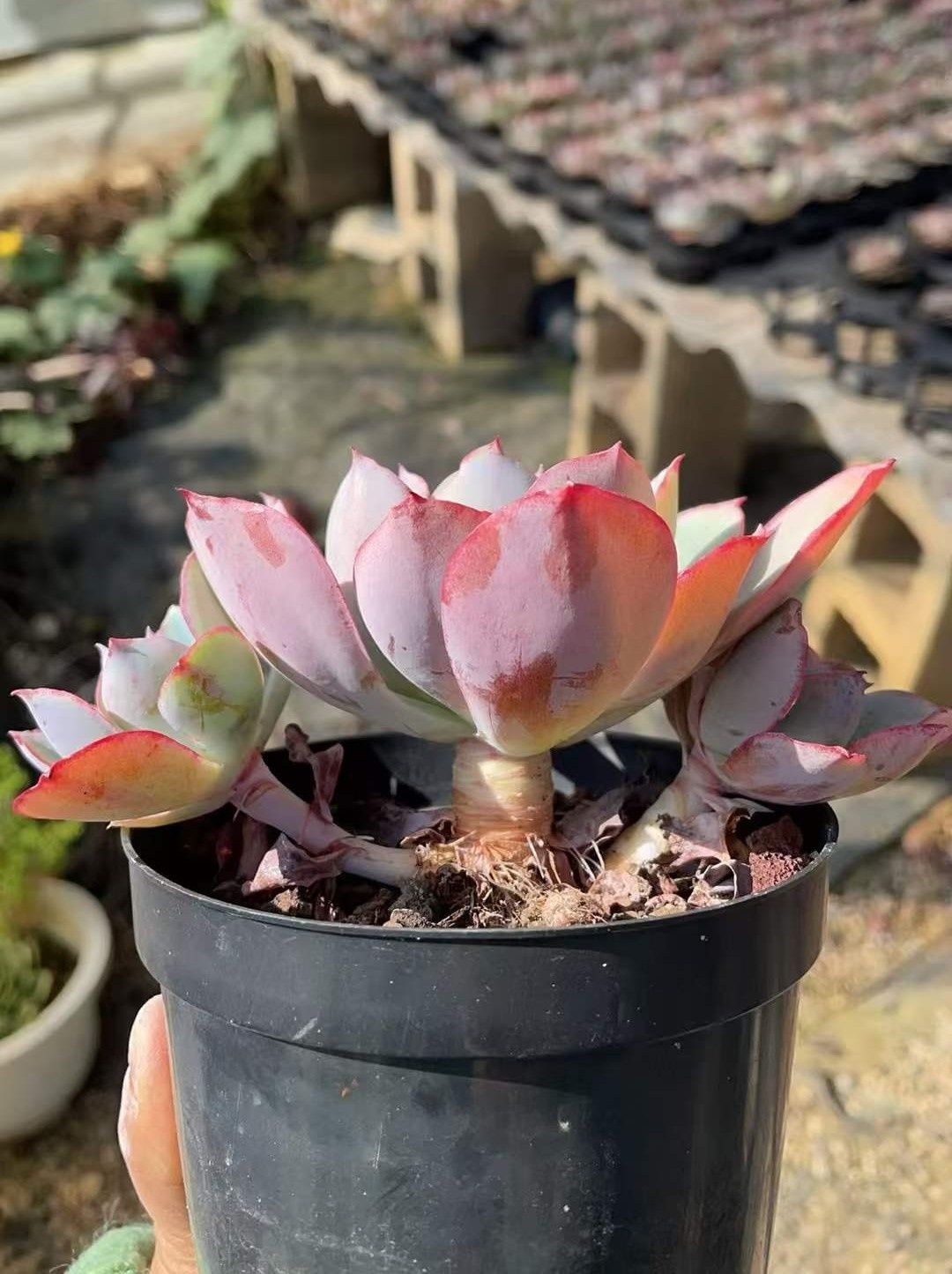 Z957×15株 ホワイトローズ 抜き苗 多肉植物 アエオニウム エケベリア