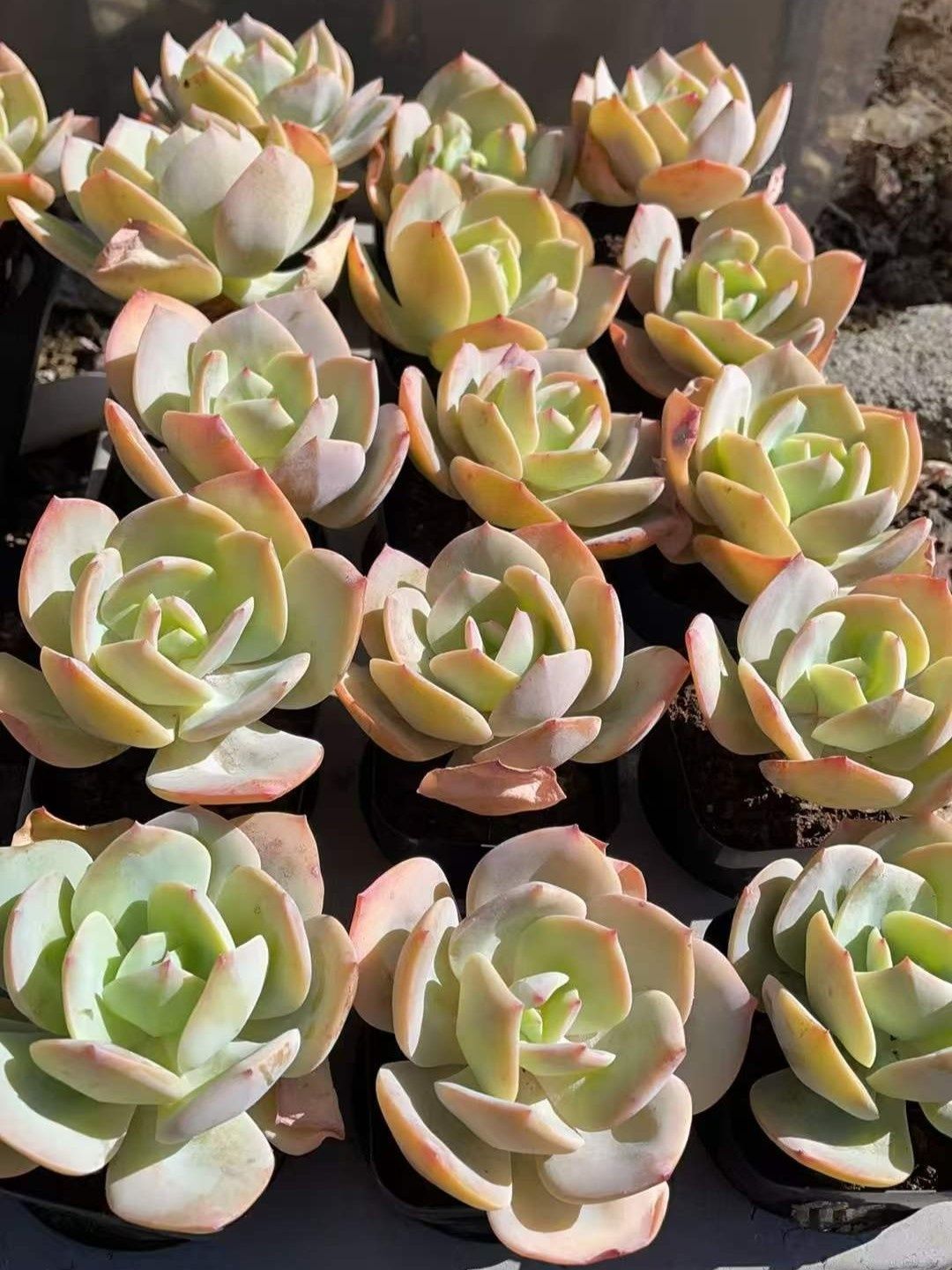 新入荷 ハクホウ MY852×18苗 抜き苗 多肉植物 アエオニウム エケベリア