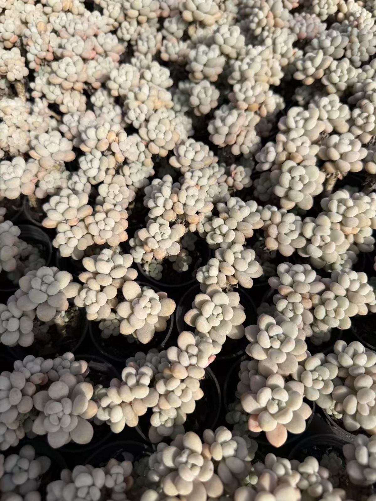 Z866×54株 ロココ 土鉢付き 多肉植物 アエオニウム エケベリア