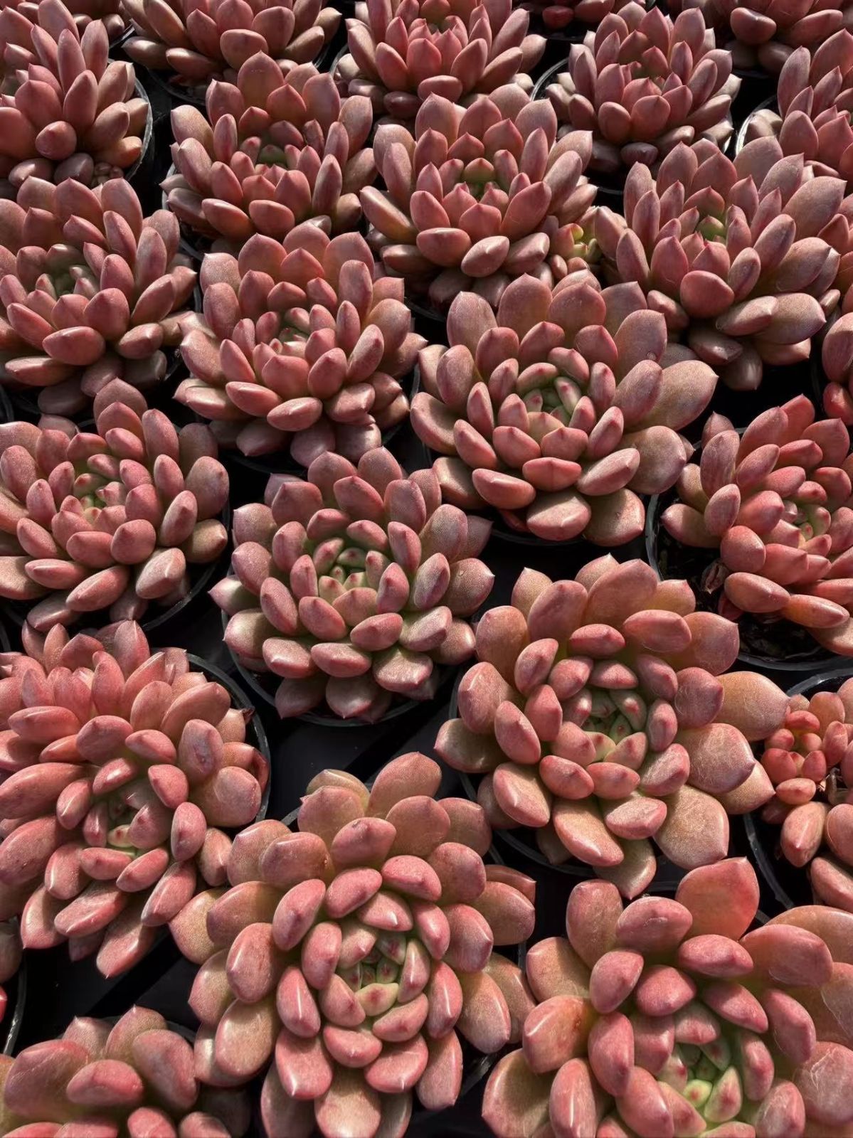 男*屋様 ルビー錦 S146×16苗 土鉢付き 多肉植物 エケベリア サボテン