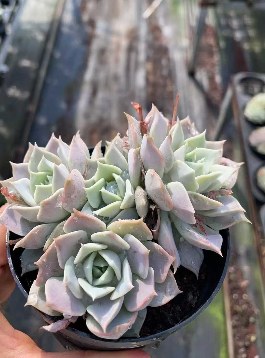 週末のみ出品** 多肉植物 韓国苗 りんごの花 抜き苗 10cm以上 週末のみ