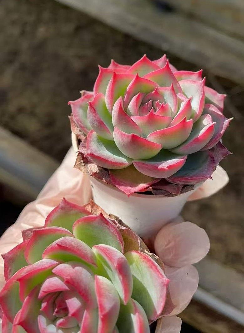 と*ん様 群生 ロココ W56×18鉢 抜き苗 多肉植物 エケベリア サボテン韓