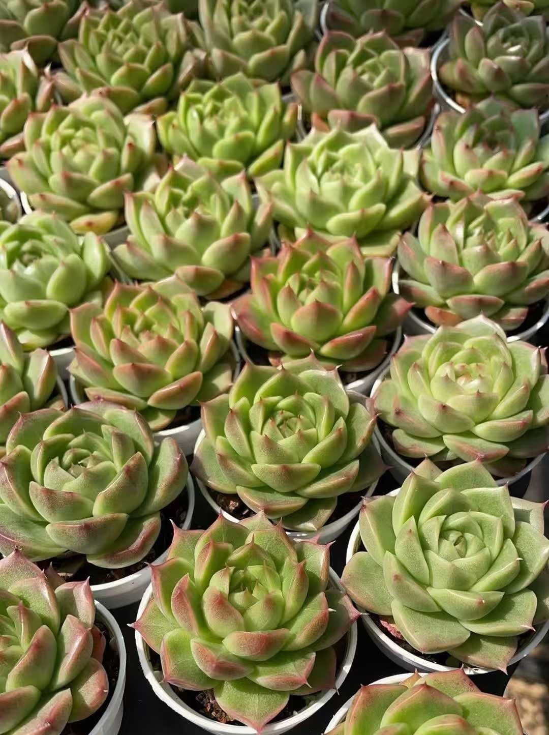 Z972×50株 アツバシンムギワラ 抜き苗 多肉植物 アエオニウム