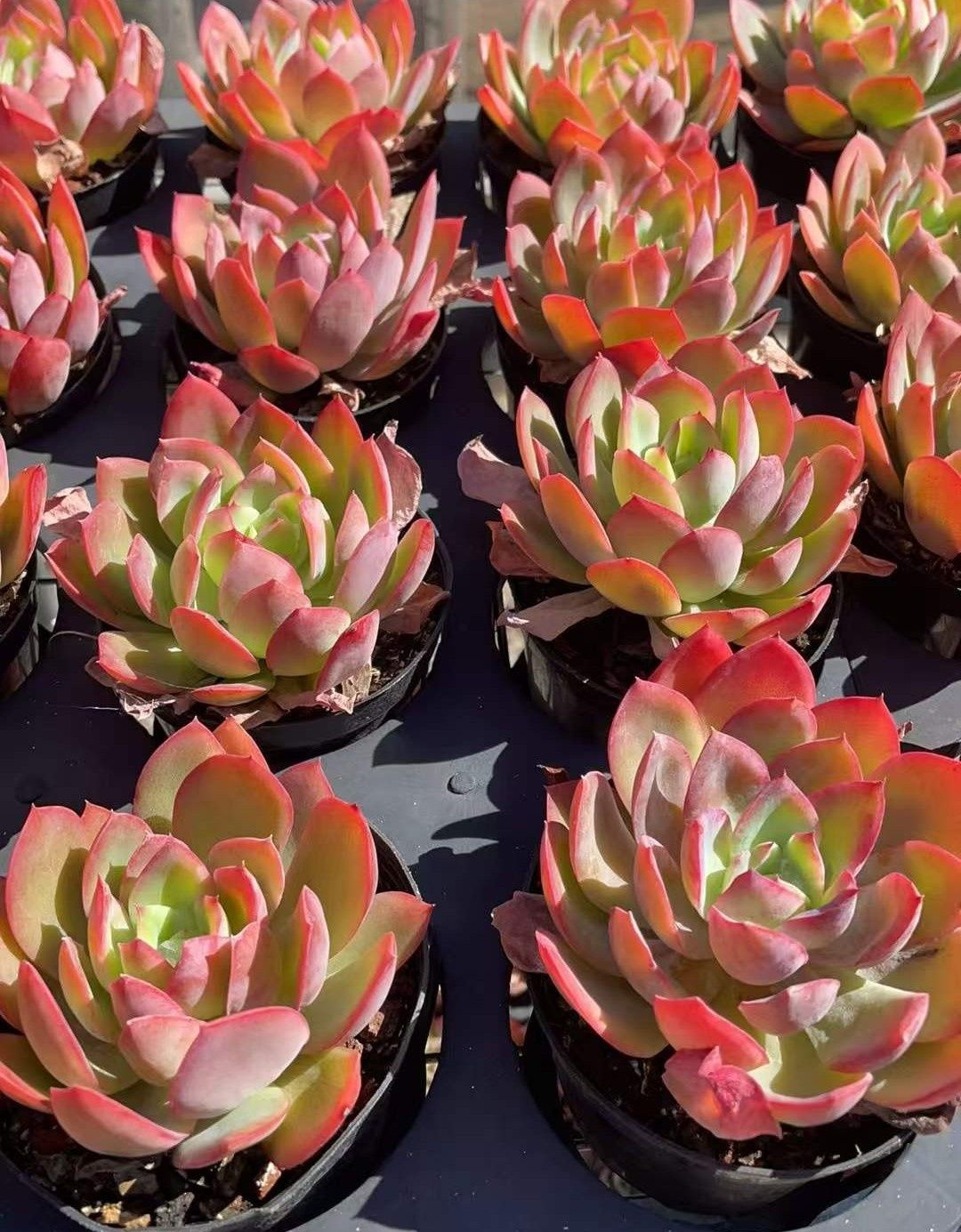 Z985×12株 キラ 抜き苗 多肉植物 アエオニウム エケベリア サボテン