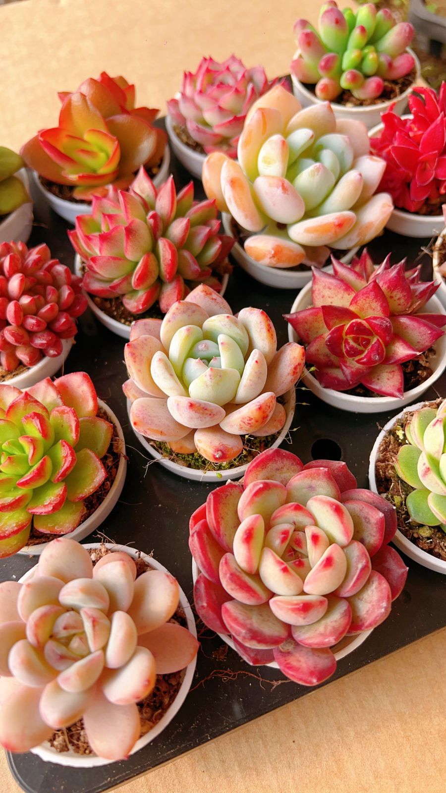 Z99×16株 レイロウピンパン 抜き苗 多肉植物 アエオニウム エケベリア