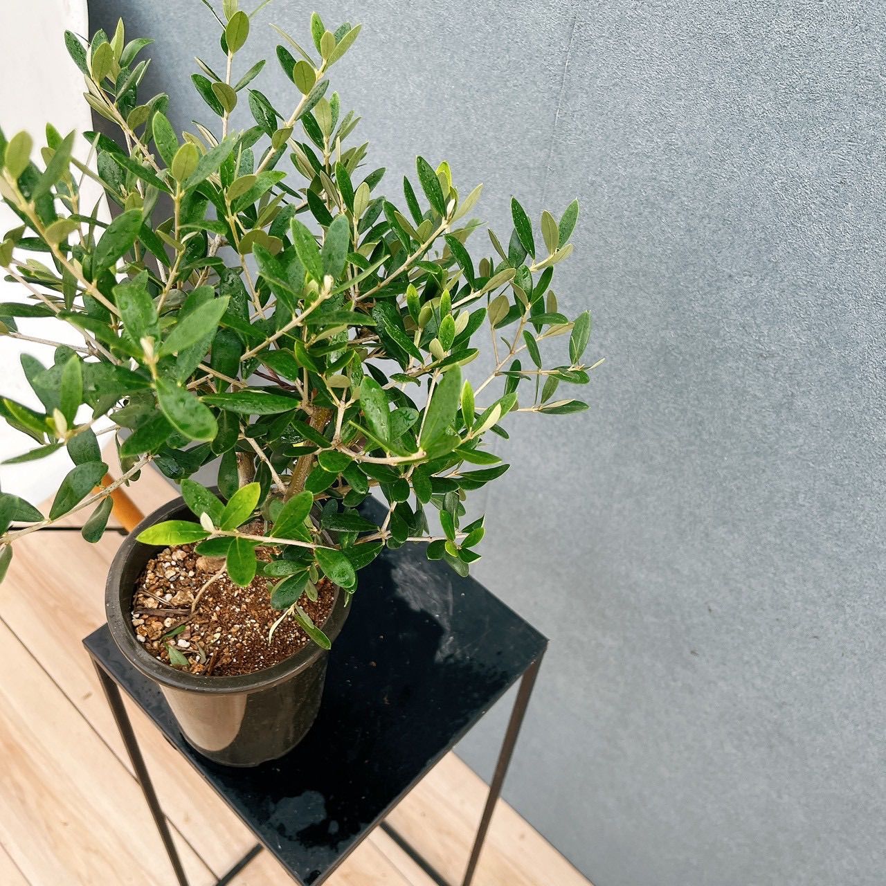 現品］♡かわいい♡ 18番 創樹 オリーブ ネバディロブランコ 4号 観葉