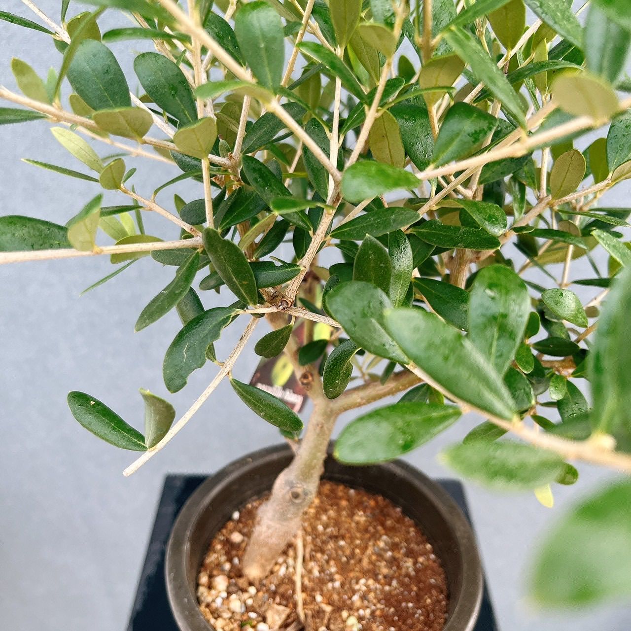 現品］♡かわいい♡ 18番 創樹 オリーブ ネバディロブランコ 4号 観葉