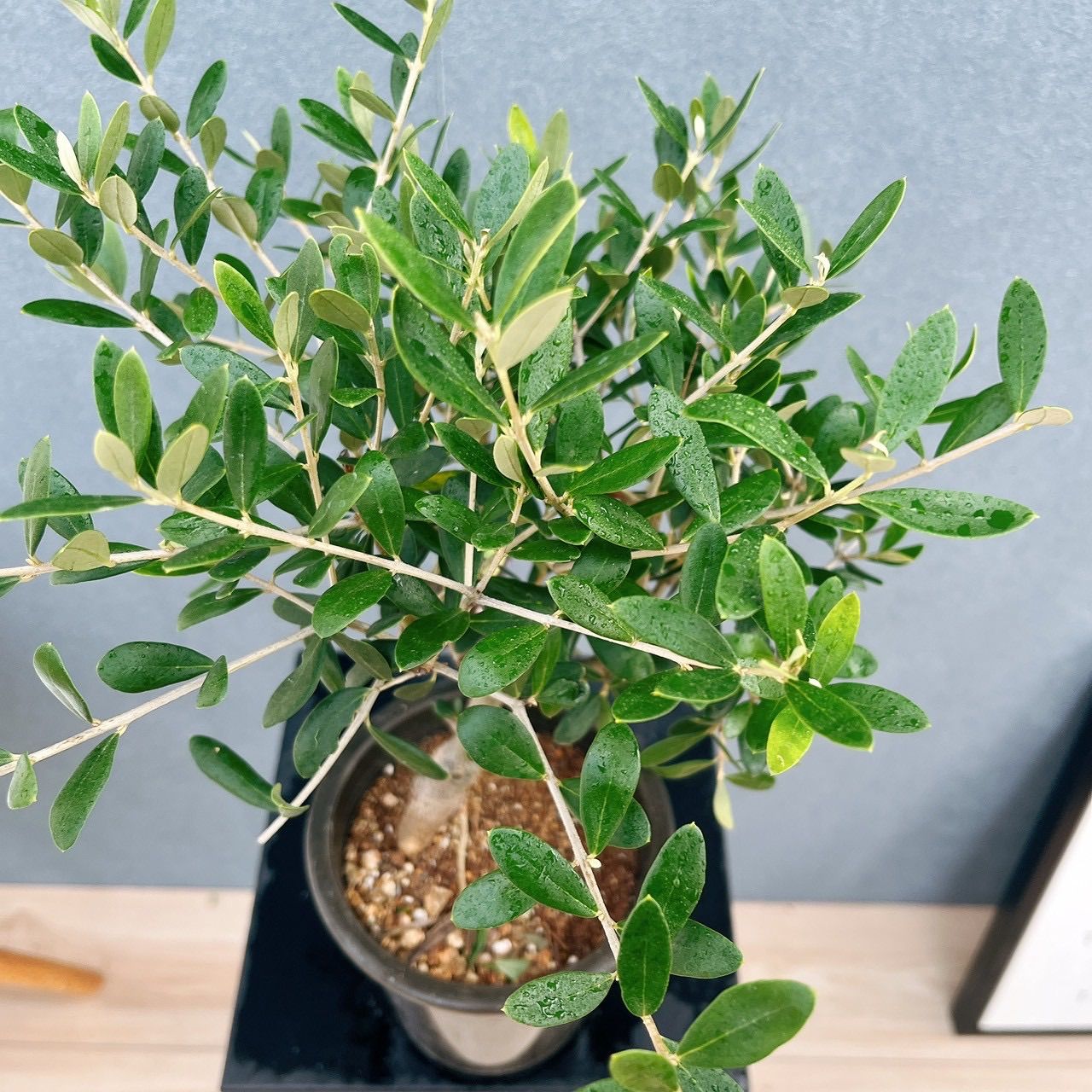 現品］♡かわいい♡ 18番 創樹 オリーブ ネバディロブランコ 4号 観葉