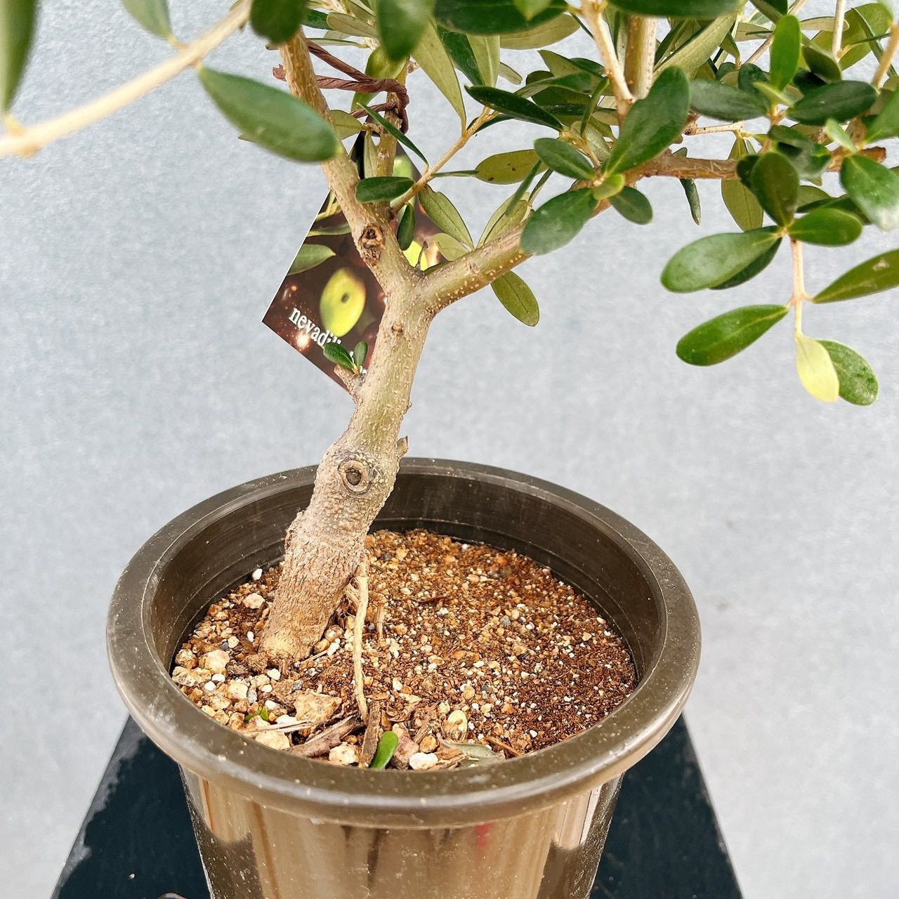 現品］♡かわいい♡ 18番 創樹 オリーブ ネバディロブランコ 4号 観葉